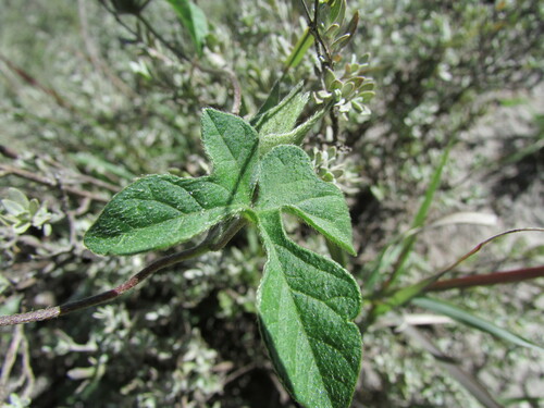 Image of Ipomoea pubescens by (c) Carlos Martorell, some rights reserved (CC BY)