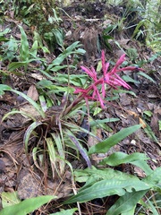 Tillandsia gymnobotrya