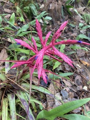Tillandsia gymnobotrya