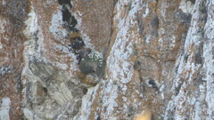 Schivereckia podolica