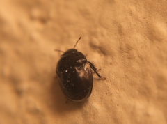 Cydnoides