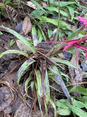 Tillandsia gymnobotrya
