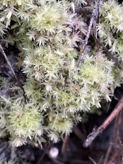 Sphagnum strictum
