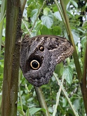 Caligo