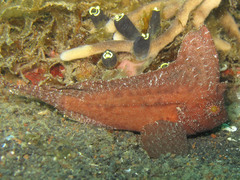 Ablabys macracanthus