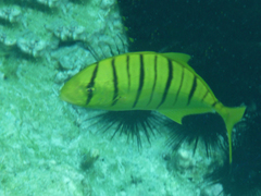 Gnathanodon speciosus