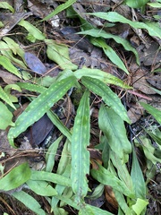 Pleopeltis macrocarpa