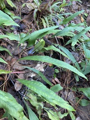 Pleopeltis macrocarpa