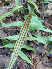 Pleopeltis macrocarpa