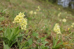 Orchis pallens