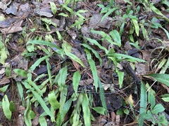 Pleopeltis macrocarpa