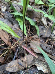 Pleopeltis macrocarpa