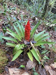 Tillandsia imperialis