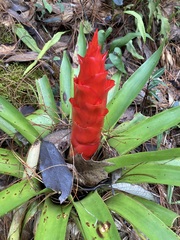 Tillandsia imperialis