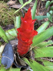 Tillandsia imperialis