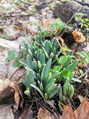 Galanthus nivalis