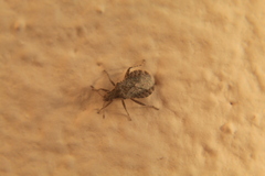 Aufeius impressicollis