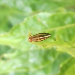 Peplomyza discoidea