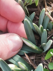 Galanthus nivalis
