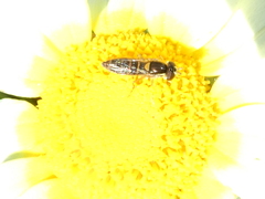 Sphaerophoria sulphuripes
