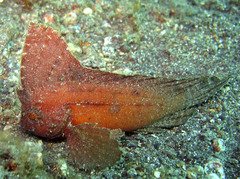 Ablabys macracanthus