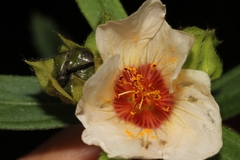 Sida linifolia