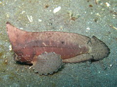 Ablabys macracanthus