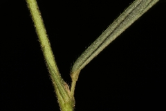 Sida linifolia