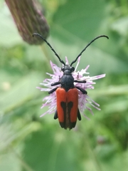 Stictoleptura cordigera