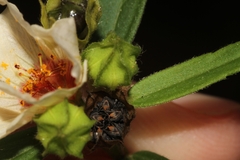 Sida linifolia