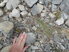 Astragalus calycosus