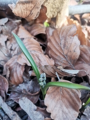 Scilla vindobonensis