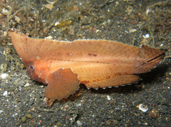 Ablabys macracanthus