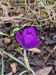 Crocus tommasinianus