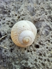 Helix engaddensis