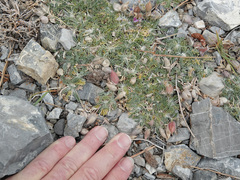 Astragalus calycosus