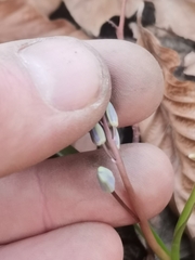 Scilla vindobonensis