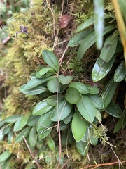 Stelis ornata