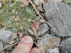 Astragalus calycosus