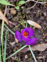 Crocus tommasinianus