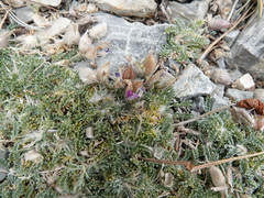 Astragalus calycosus