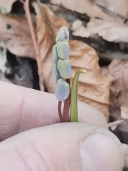 Scilla vindobonensis