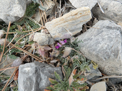 Galegeae