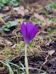 Crocus tommasinianus