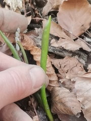 Scilla vindobonensis
