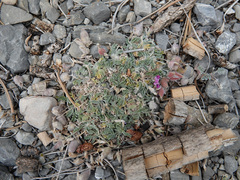 Galegeae