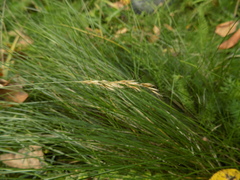 Trisetum flavescens