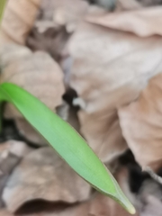 Scilla vindobonensis