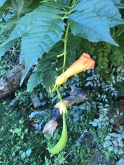 Campsis
