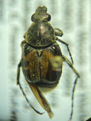 Trichiotinus